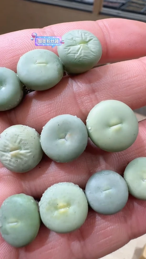 12-15多肉植物肉锥红嘴一颗