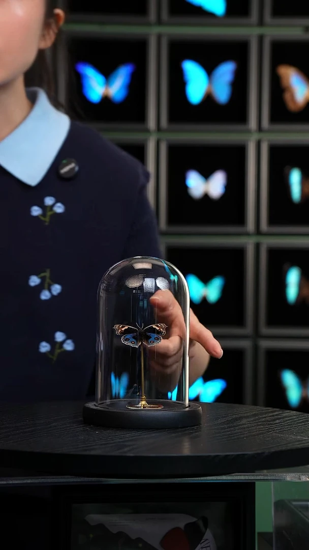 翠蓝眼蛱蝶玻璃罩款