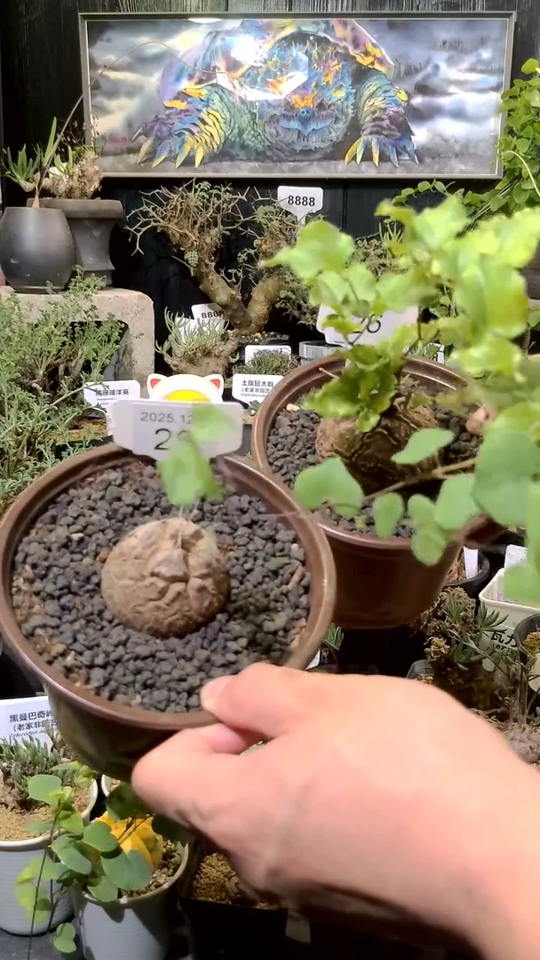 26号1206福利植物南非龟甲龙买一送一