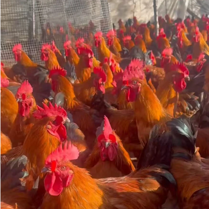 （老粉回购福利）-大公鸡-买一送一（2公）福利，（8-9斤左右），下蛋王/高品质