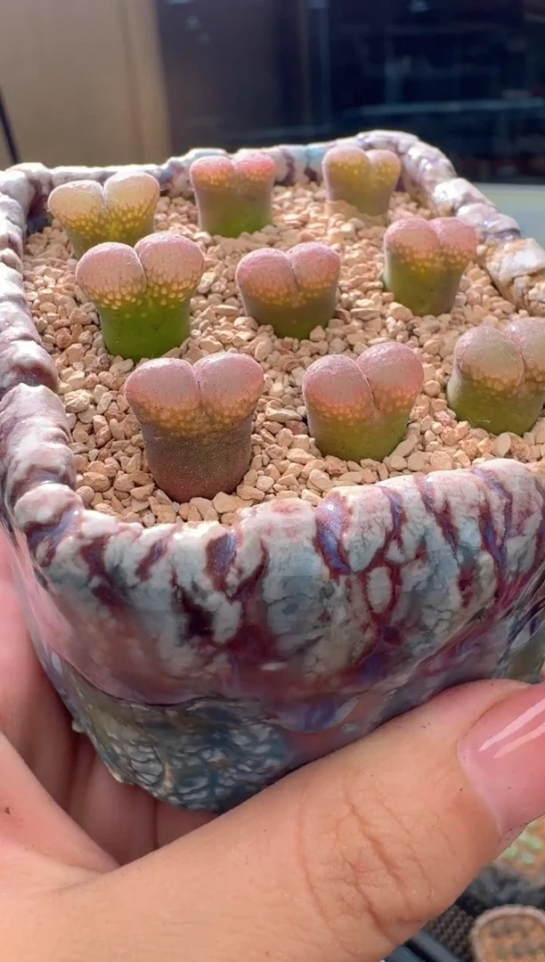 28-35多肉植物桃夭一颗