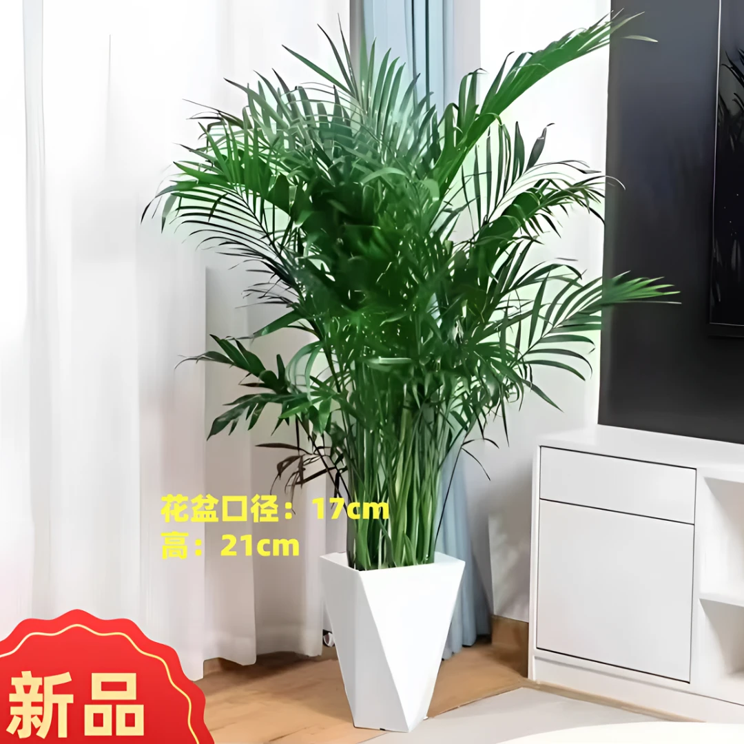 1.2米-1.4米富贵椰子盆栽耐旱卧室散尾葵多年生草本富贵椰子树