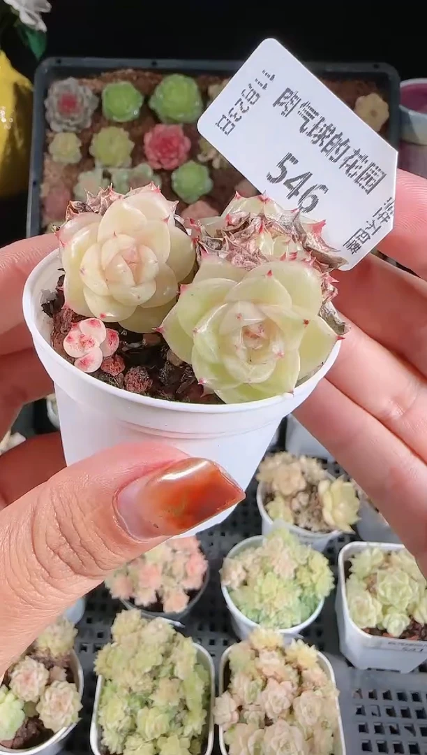 1123-546群生不包整