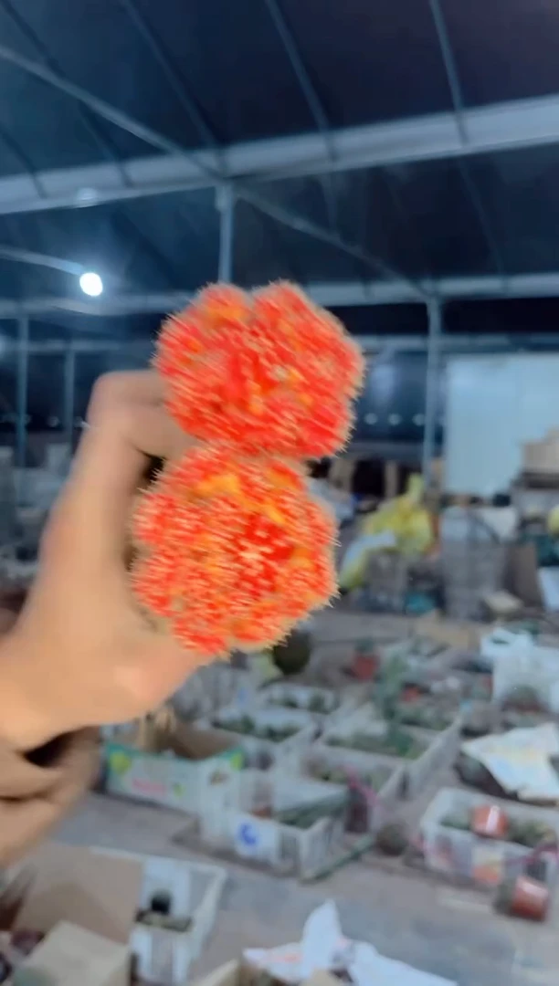 【闪购商品】2颗 红牡丹【嫁接】