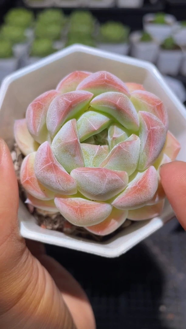 318满月量拍发一颗