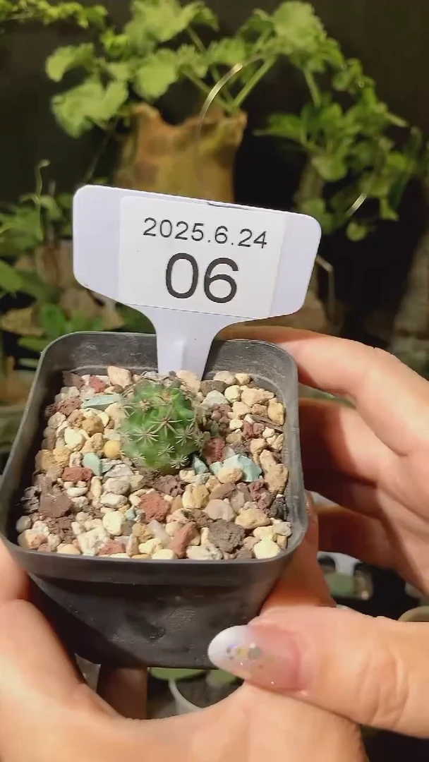 6龙剑丸实生带盆