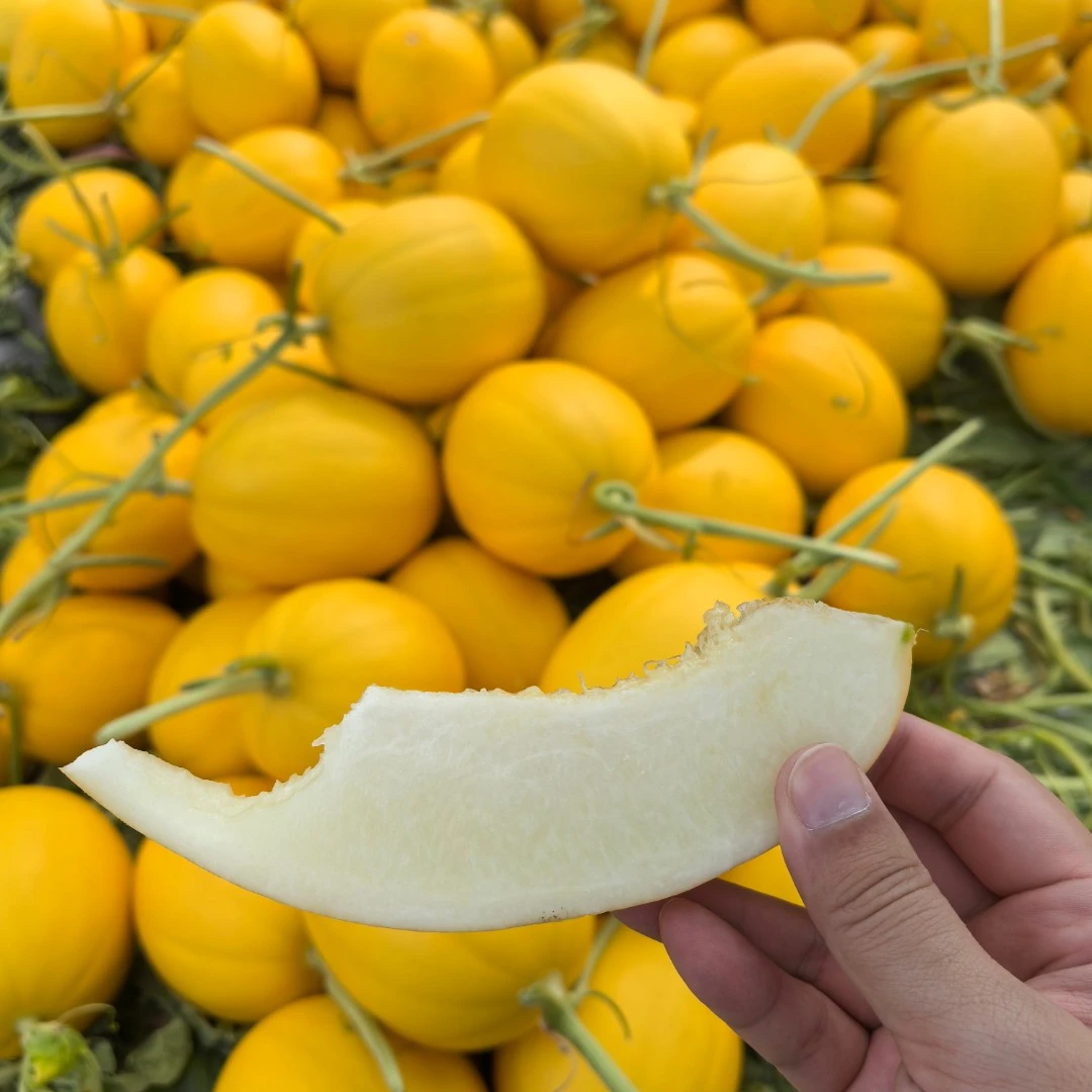 海南金妃蜜瓜冰糖金美人蜜瓜中果3个装4.5-5斤顺丰包邮