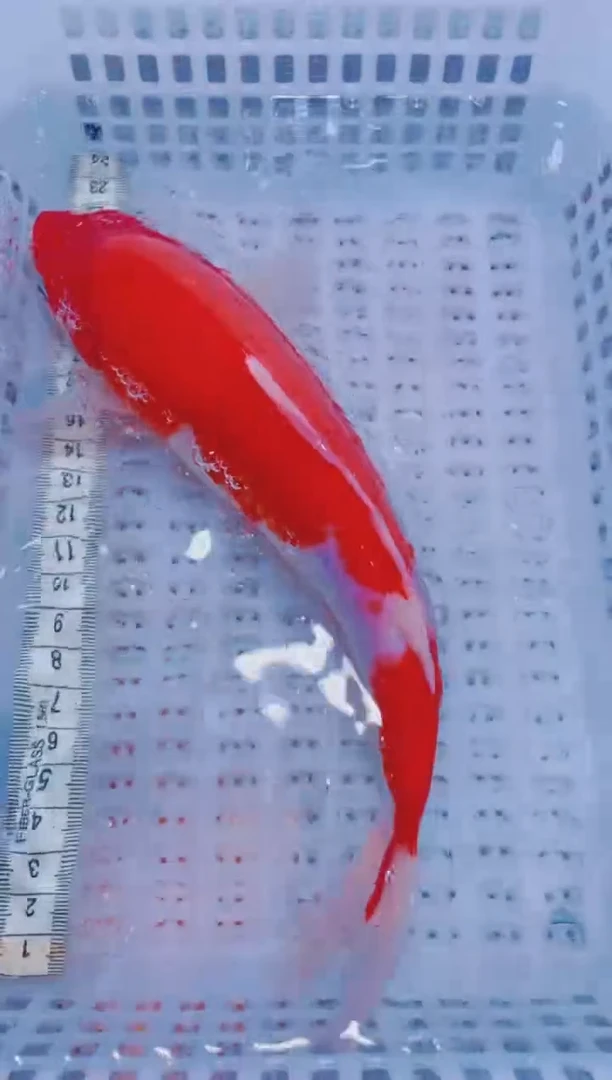 锦鲤血统锦鲤全场包邮57