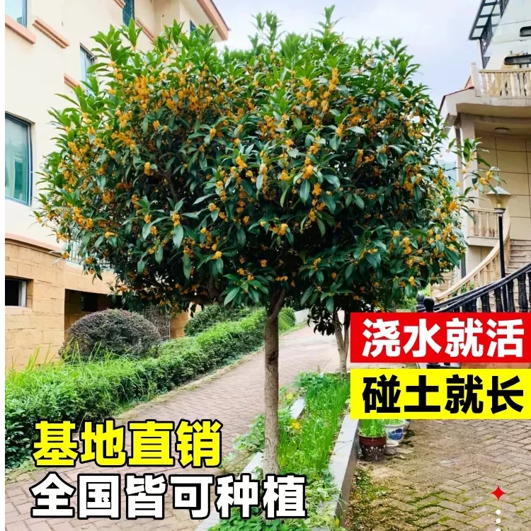 浓香型四季开花梅花盆栽老桩腊梅红梅树苗室内外花卉基地直销精品