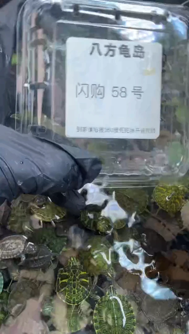 不分公母宠物龟八方龟岛 9.19日 59号闪购