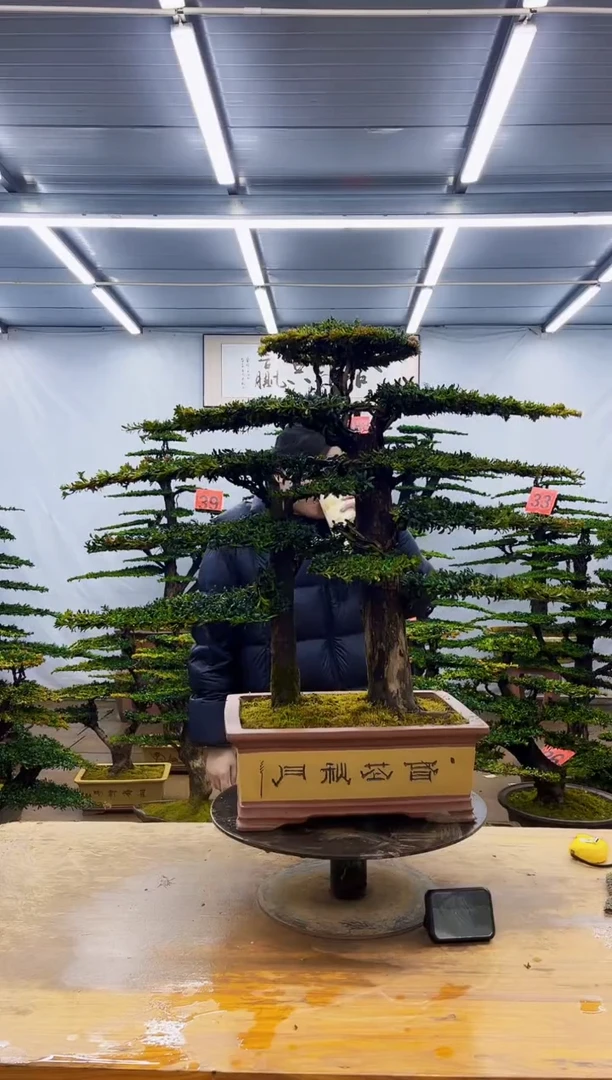 无花朵一物一拍·所见即所得