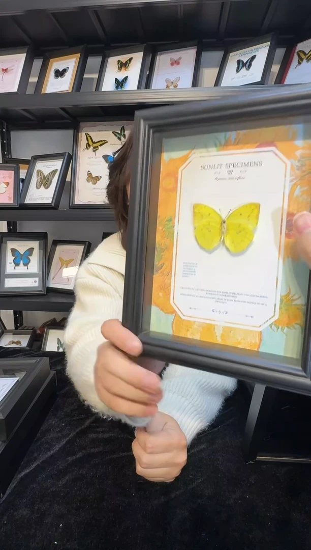 玻璃真实蝴蝶标本