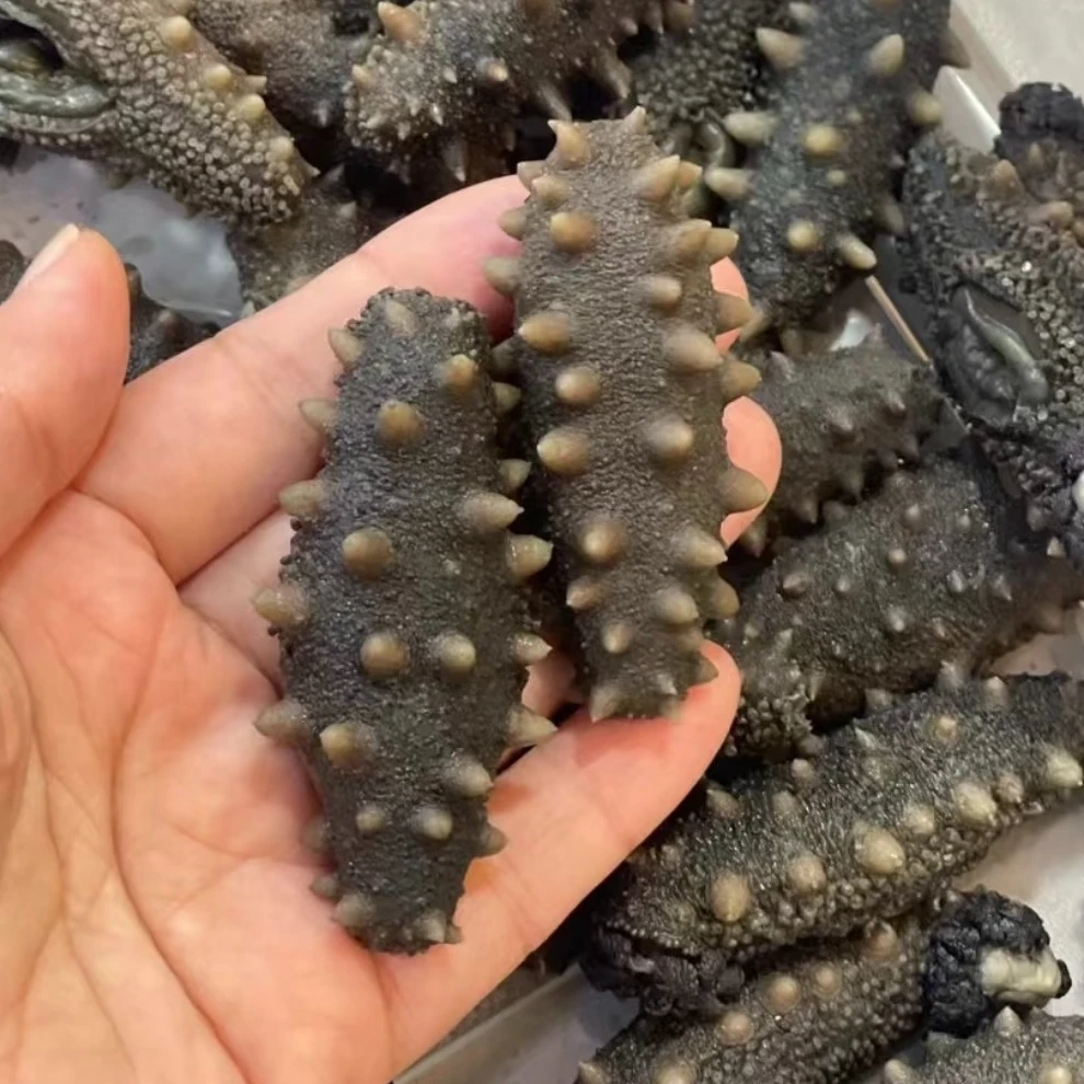 【半干海参】大火拉缸盐海参40-50头500g半干海参现挑现选大连发货