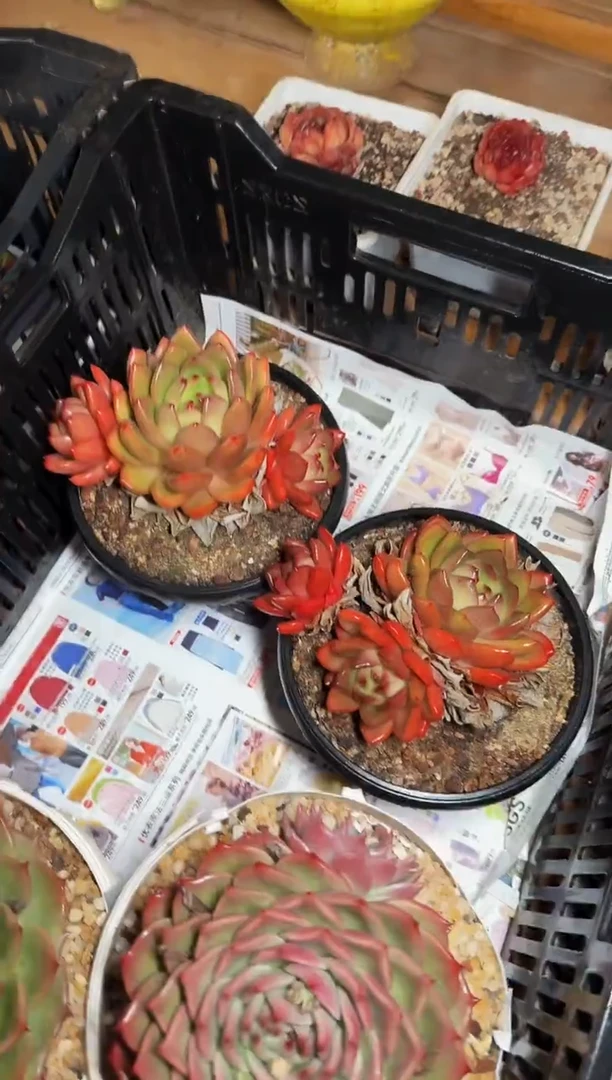 180#3头红钻（13-17cm）脱土