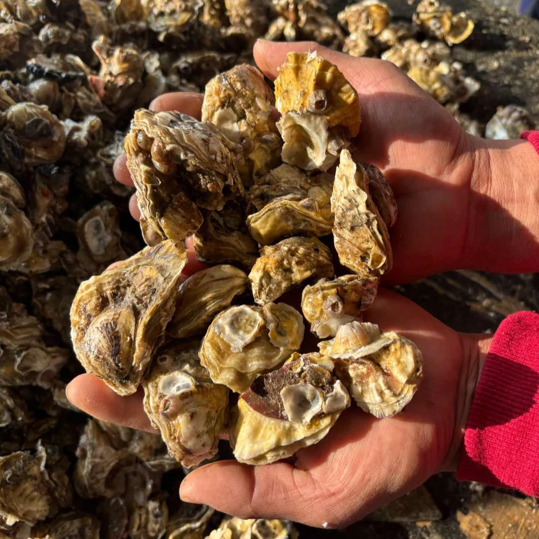 【小号】田横本地薄皮海蛎子生蚝 鲜活新鲜10斤 原产地包邮