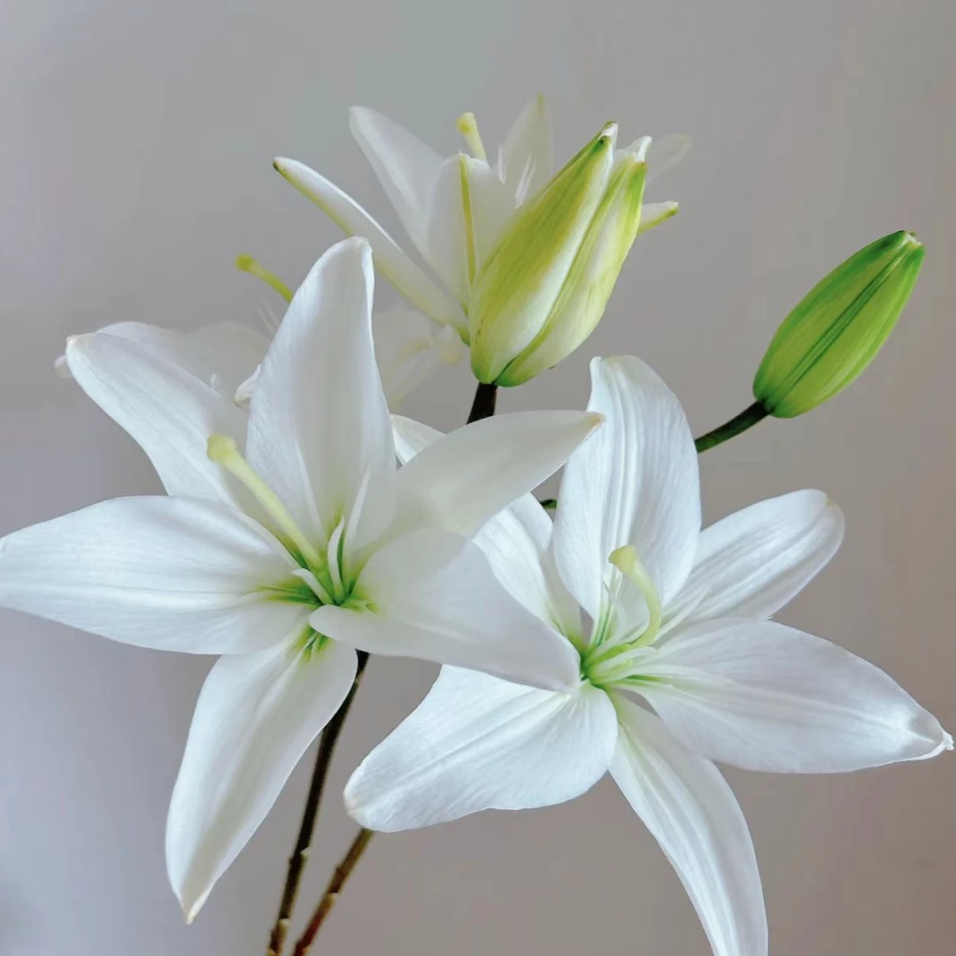 YZ【白色立陶宛亚百合】