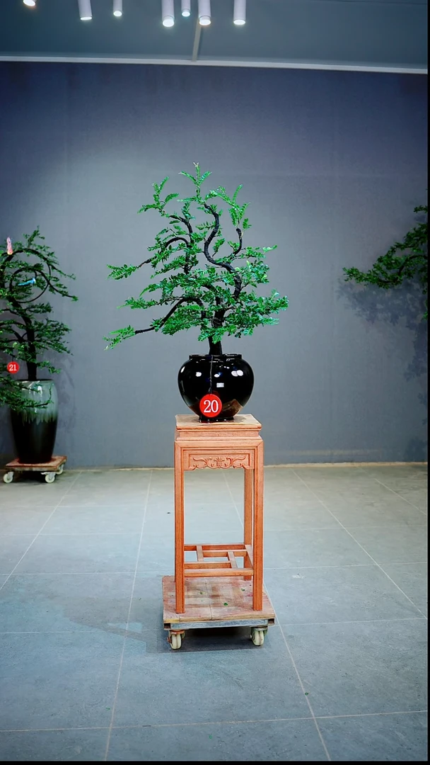 当前无花朵，栽培后可花朵漫*桌面一物一拍