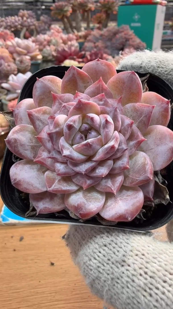 东云多肉园三店-108