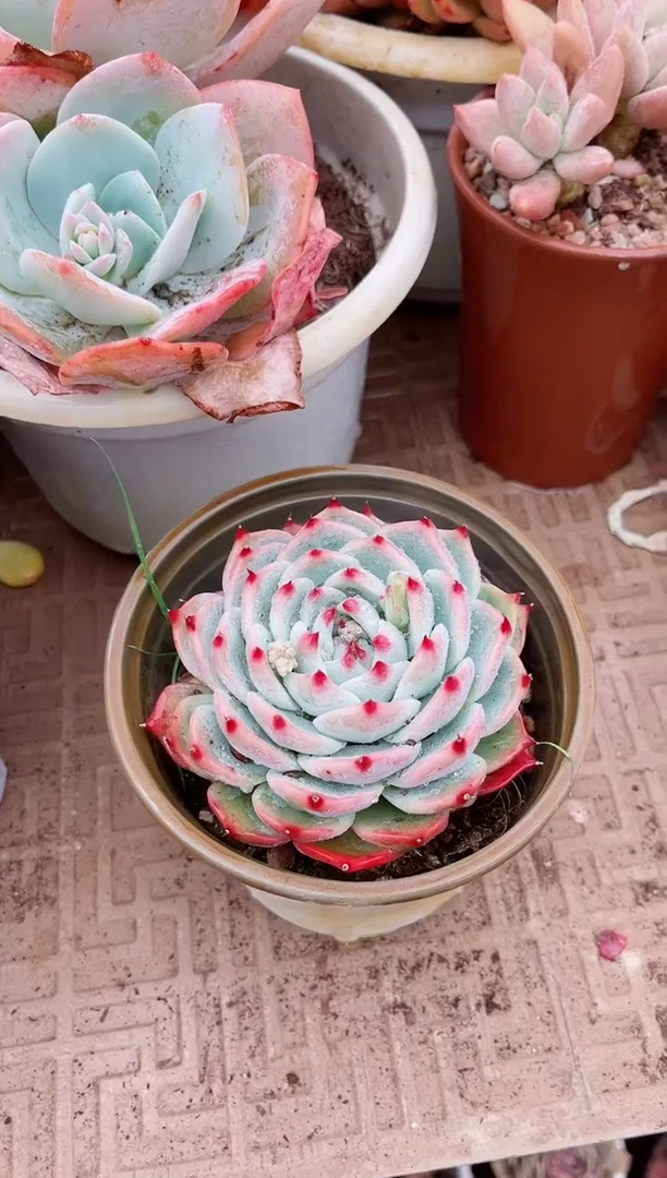 【闪购商品】04471