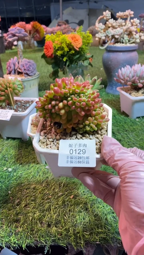 【闪购商品】0129a