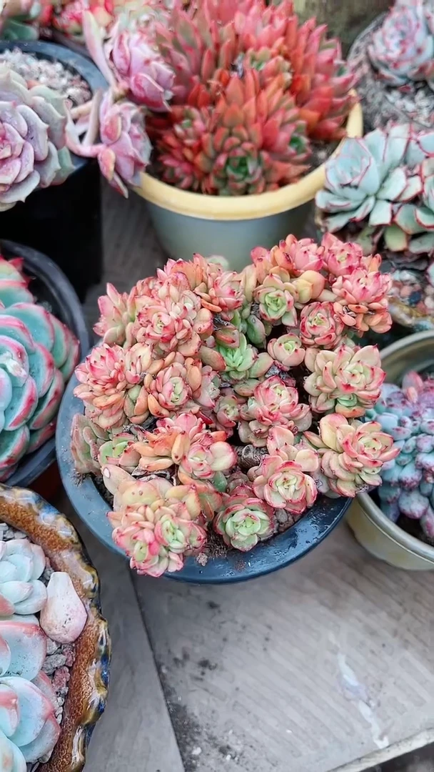 【闪购商品】16138