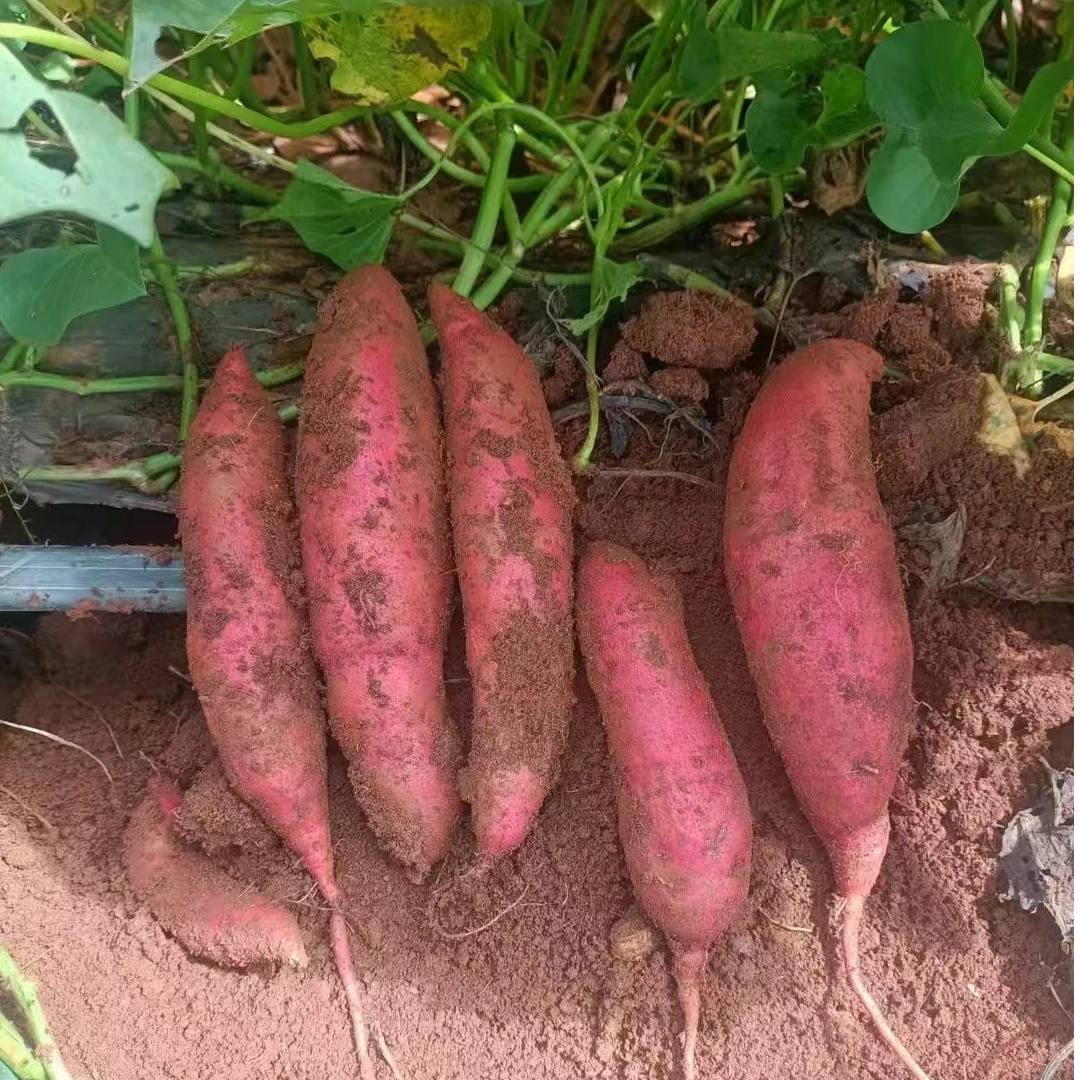 沙地西瓜红蜜薯现挖产地直发