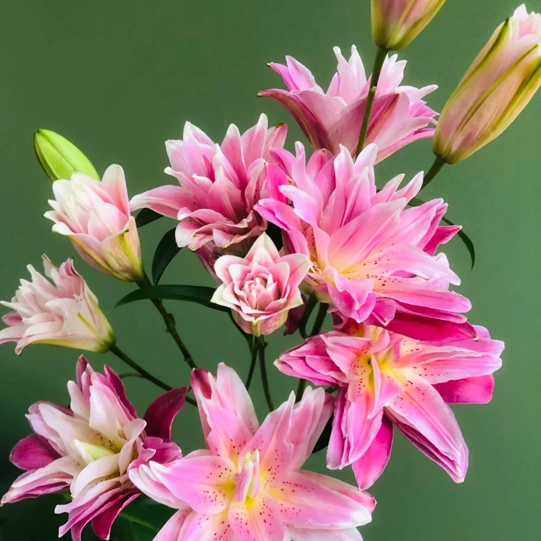 【红美人】重瓣香水百合花种有直发香味庭院鲜花阳台花球