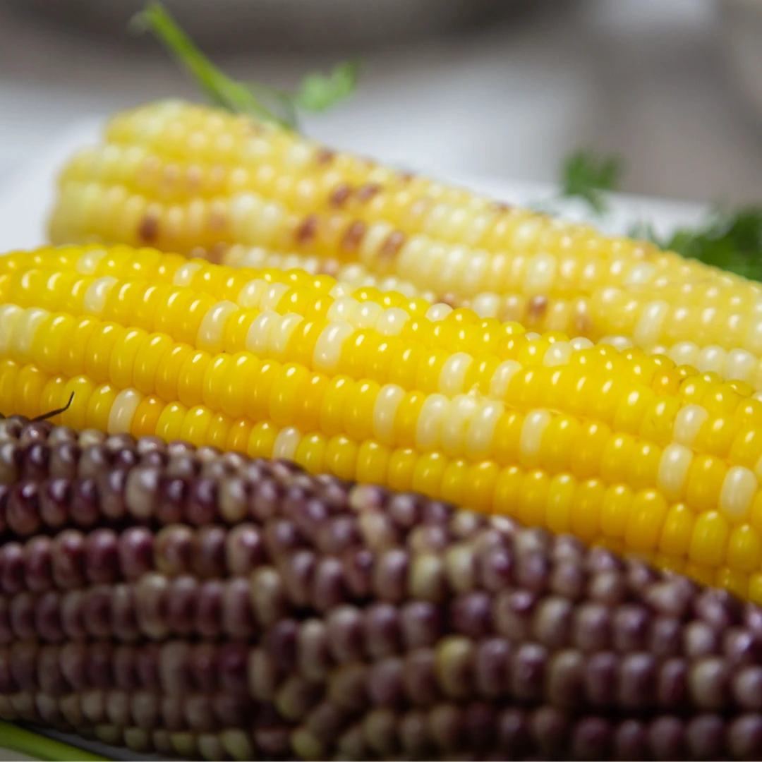 双色甜玉米水果玉米彩糯玉米颗粒饱满汁水充足现摘现发可生吃早餐