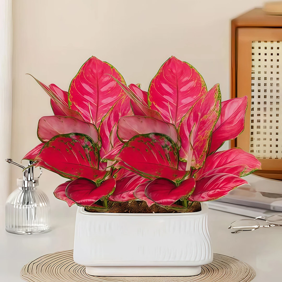 【灵犀物造】办公室桌面室内盆栽如意皇后四季好养植物净化空气