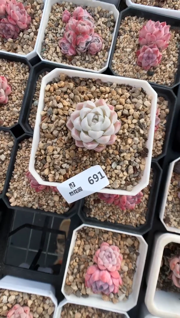 【闪购商品】691一物一拍