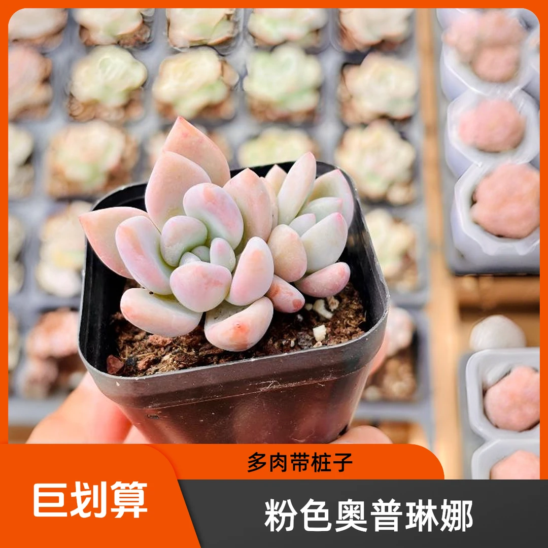粉色系奥普琳娜多肉植物盆栽植物双头带桩子