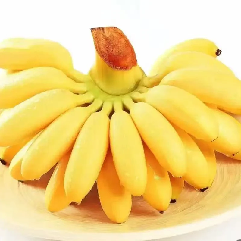 5斤【皇帝蕉】广西荔浦小米蕉皇帝蕉（收到绿的常温放1天就黄）新鲜香蕉同城送泰国皇帝蕉广西壮族自治区