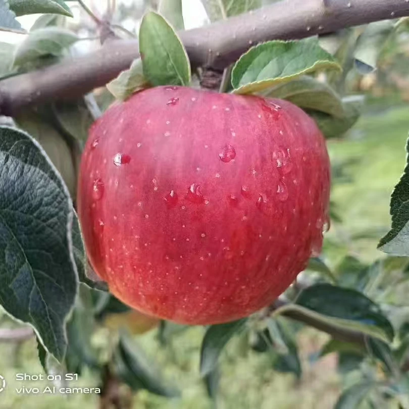 寺河山红露苹果2025年新鲜果子