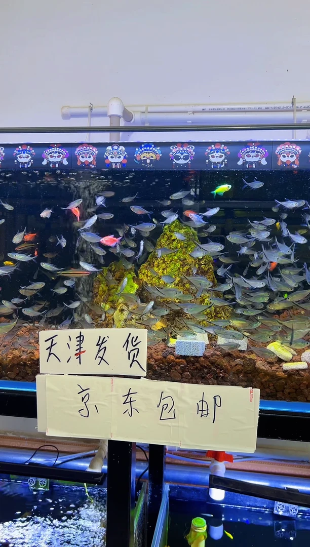 灯科鱼一眉道人4尾+1尾到手5尾（赠送不包损）