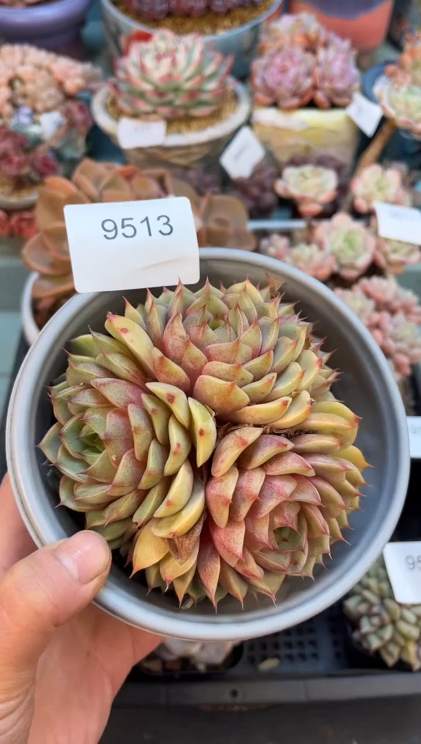 蘭*9513群生苯巴多肉
