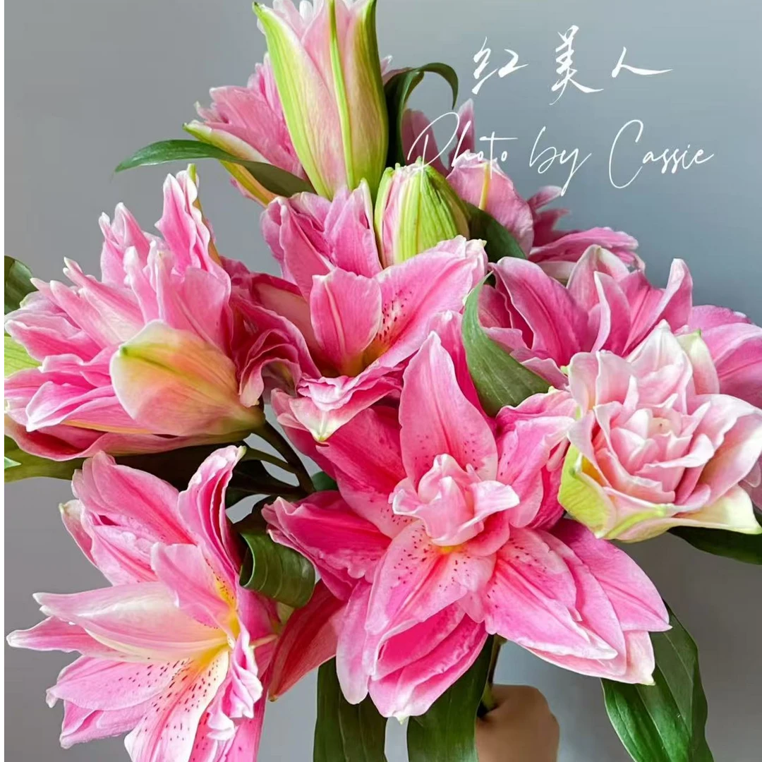 双头，三头红美人重瓣百合--任意两单顺丰包邮