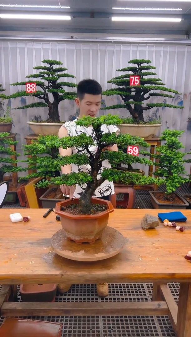 无花朵精品盆景直播间一物一拍