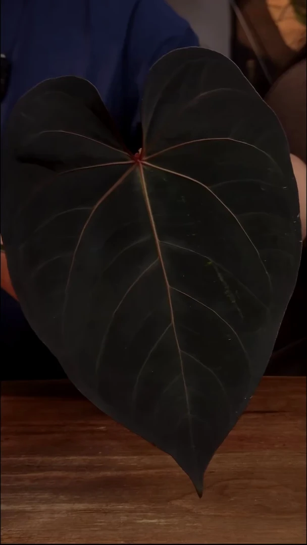 不开花植物戴斯x澳洲霍夫曼