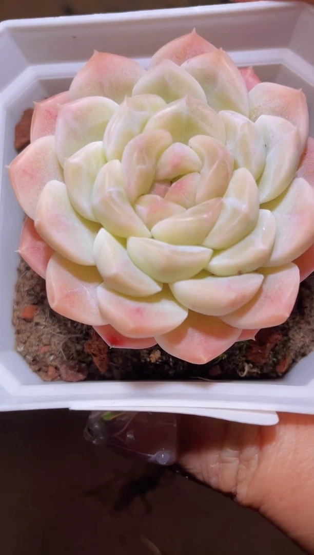 【闪购商品】249蜡像