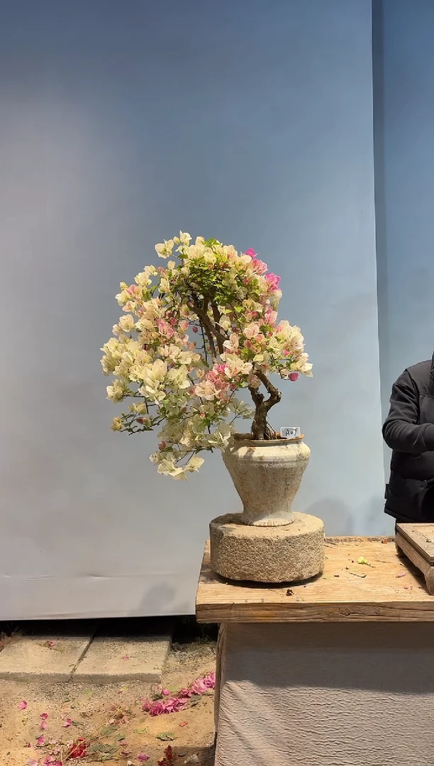 以实际为准三角梅A7