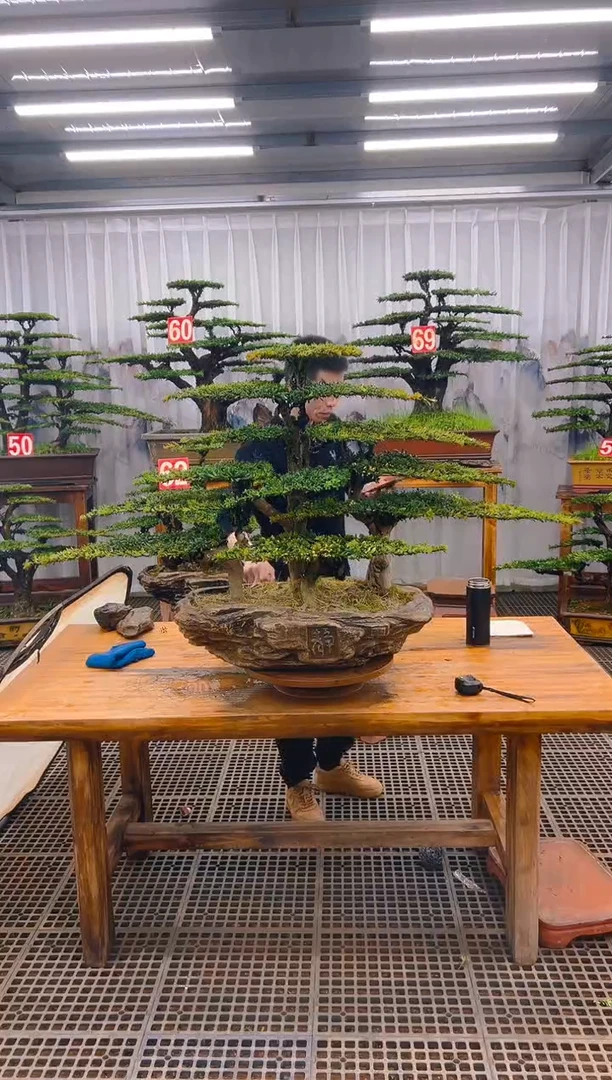 【闪购商品】紫砂精品盆景直播间一物一拍