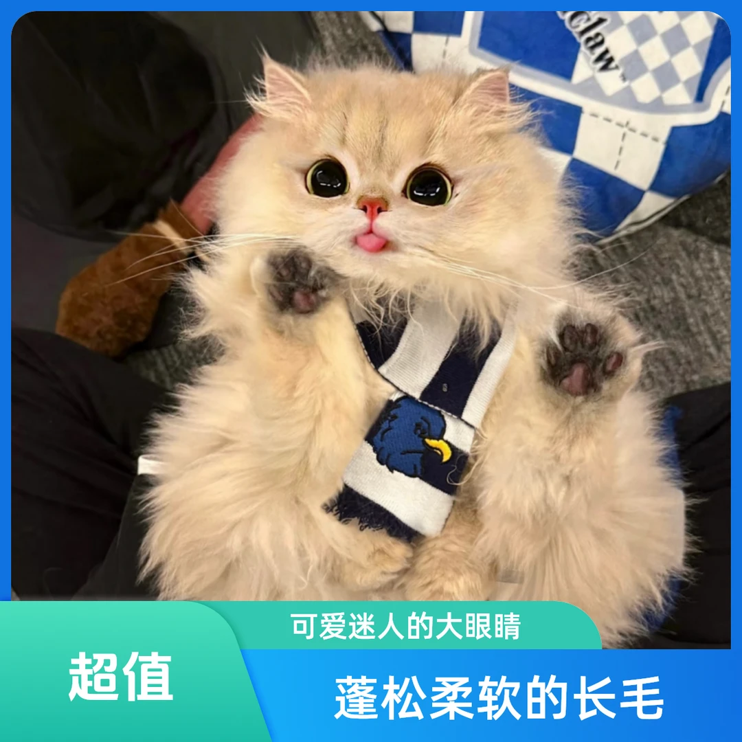 萌宠好物活体纯种蓝金渐层矮脚曼基康拿破仑英短猫咪健康包邮猫崽