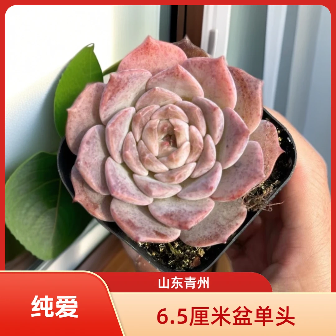 精品纯爱6.5厘米老桩多肉