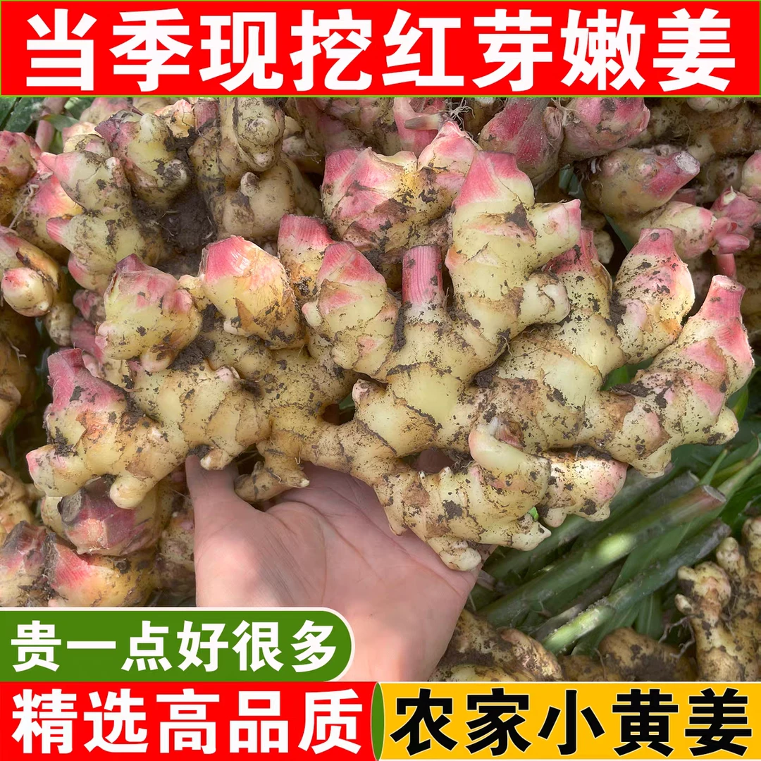 贵州新鲜嫩姜农家自种现挖现发
