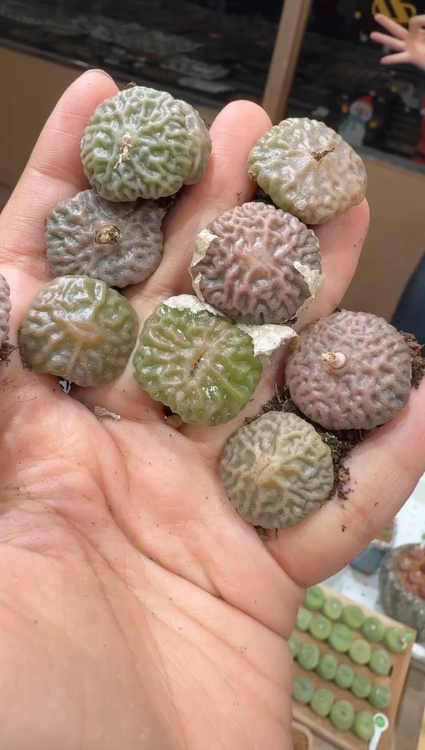 110多肉植物肉锥热浪烧麦一颗