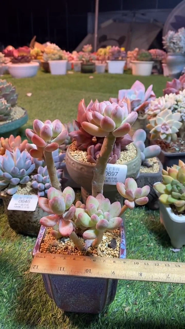 0698《满28包邮发货》