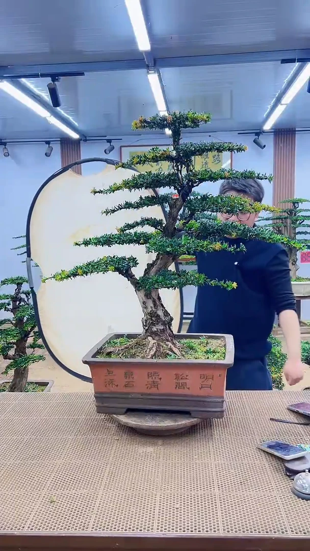 无花朵00000000000000000