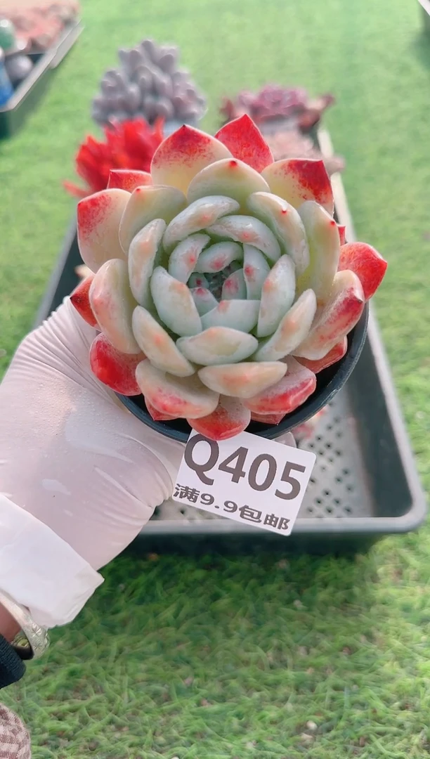 【闪购商品】梦会多肉一物一拍