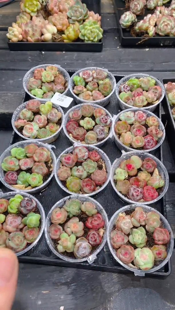 228霸道珍妮     量拍随机发一盒
