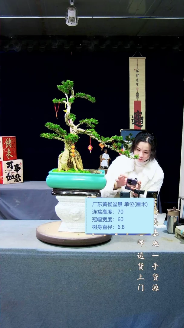 【闪购商品】黄杨盆景黄杨盆景